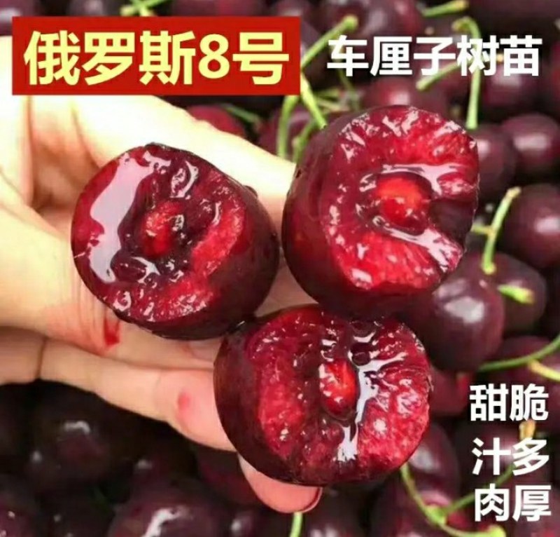 【有好货】俄罗斯8号大樱桃苗包成活，品种纯正，基地直销