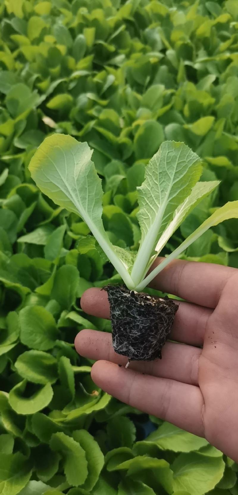 白菜苗，优质大白菜苗，好品种，基地直发，量大价优