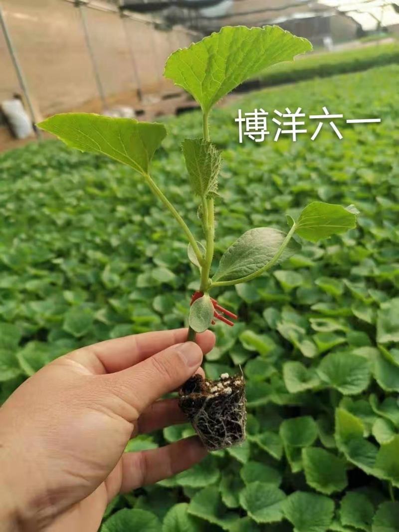 白菜苗，优质大白菜苗，好品种，基地直发，量大价优