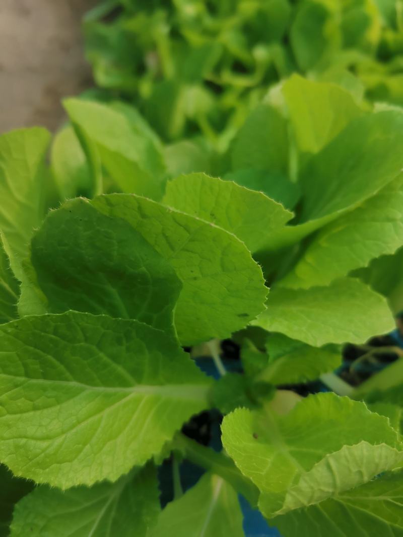 白菜苗，优质大白菜苗，好品种，基地直发，量大价优