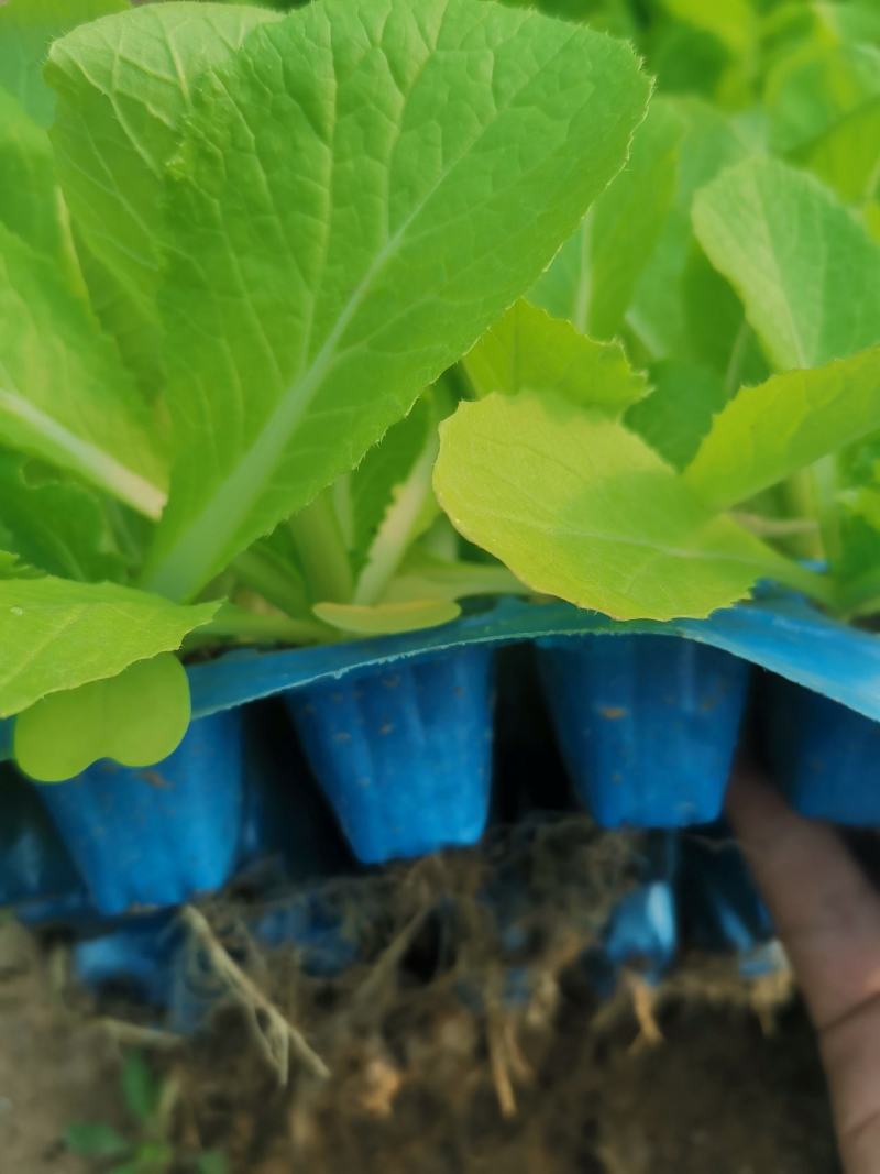 白菜苗，优质大白菜苗，好品种，基地直发，量大价优