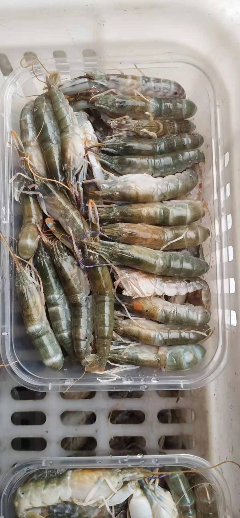 新鲜海龙虾，现在正是吃海龙虾的季节，爆香麻辣都美味。