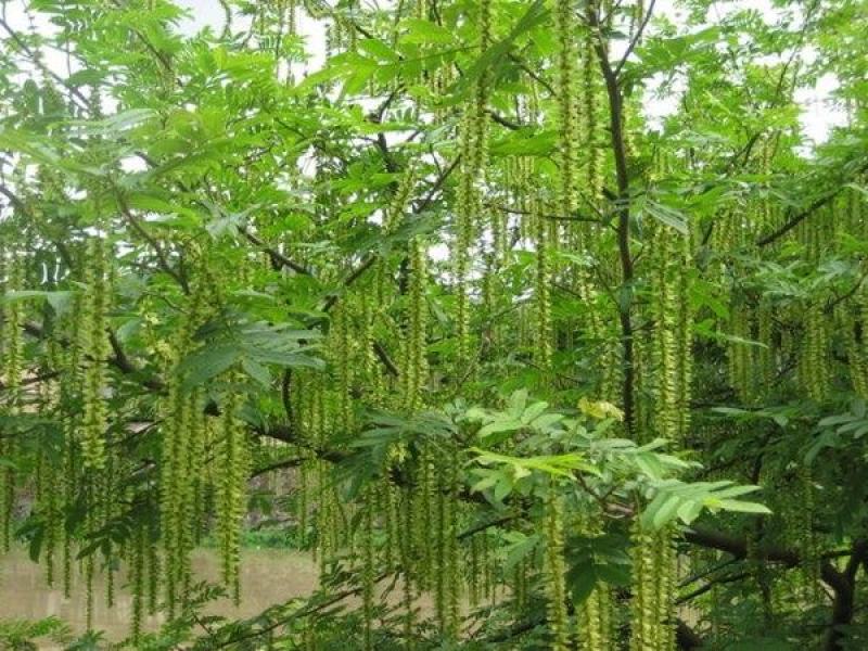 枫杨树苗绿化苗木燕柳树枫杨苗风景树公园道路工程绿化苗