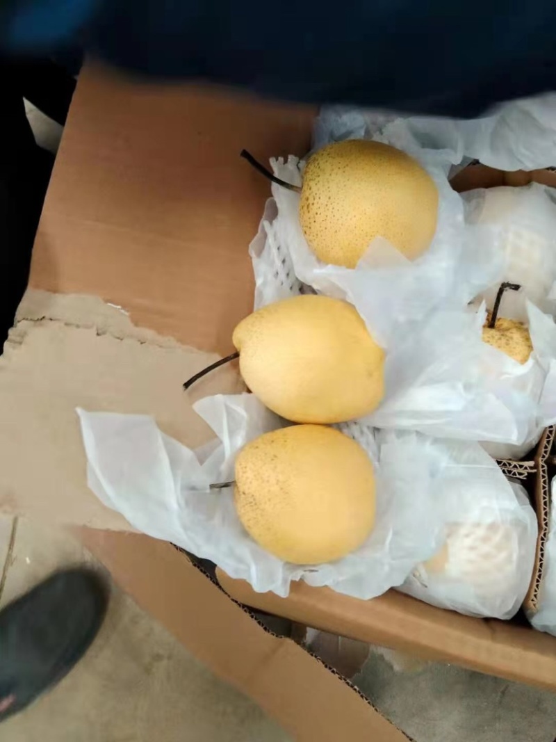 产地批发雪花梨大量现货价格美丽可视频看货