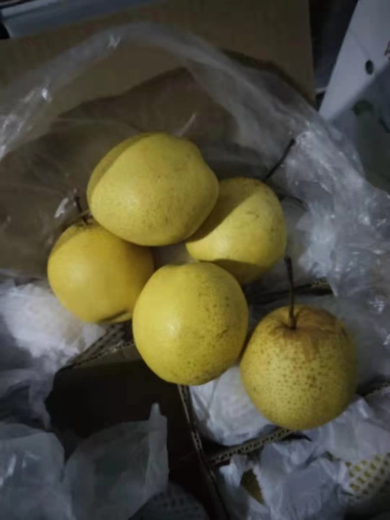产地批发雪花梨大量现货价格美丽可视频看货