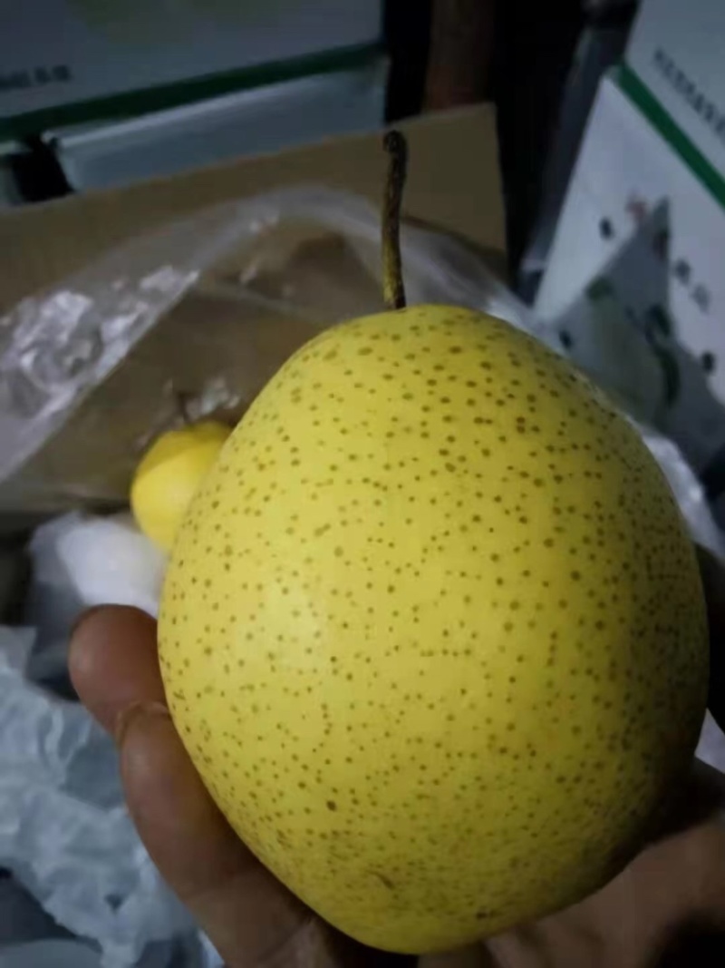 产地批发雪花梨大量现货价格美丽可视频看货
