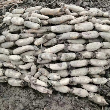 现有大量精品土藕对外销售价格优惠欢迎订购