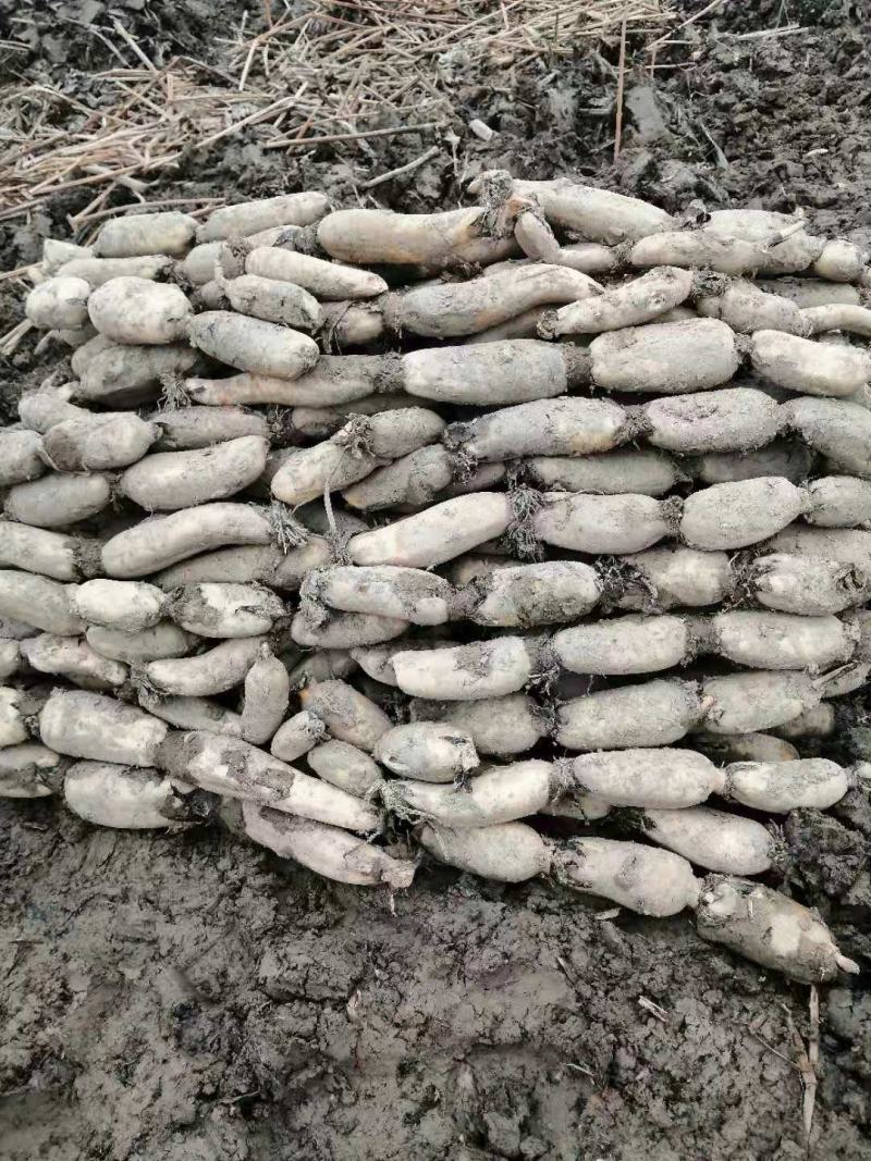 现有大量精品土藕对外销售价格优惠欢迎订购