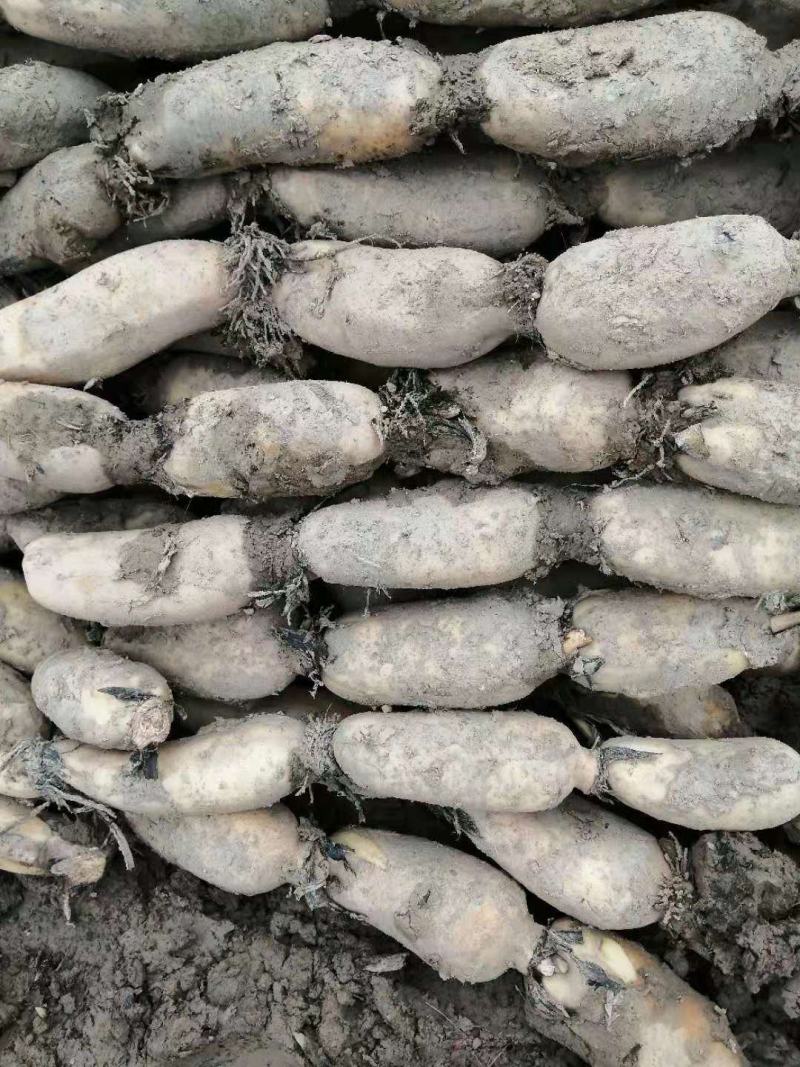 现有大量精品土藕对外销售价格优惠欢迎订购