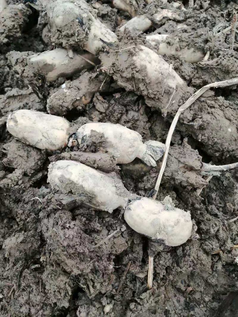 现有大量精品土藕对外销售价格优惠欢迎订购