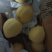 【产地批发】大鸭梨薄皮多汁价格美丽可视频看货
