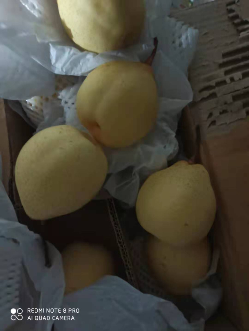 【产地批发】大鸭梨薄皮多汁价格美丽可视频看货