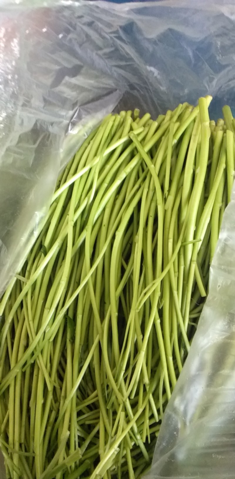 清芦蒿，精品黎蒿。安徽黎蒿。精品芦蒿，已大量上市
