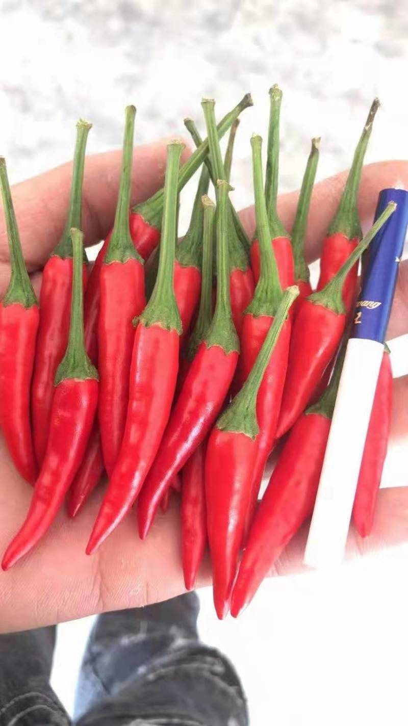 小米椒~广东反季节蔬菜