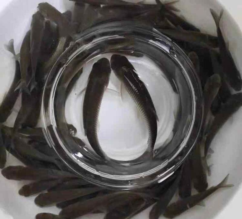 草鱼苗广东草鱼苗规格鱼苗长势快抗病毒基地直销