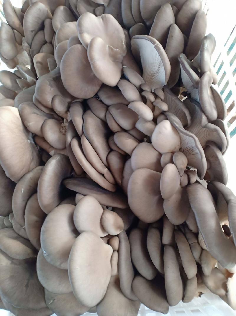 平菇鲜灰平菇鲜菇批发～黑蘑菇食用菌蘑菇蔬菜基地直供量大