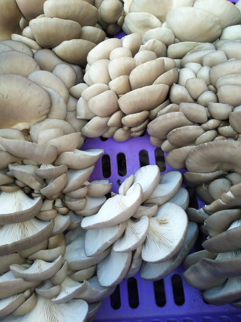 平菇鲜灰平菇鲜菇批发～黑蘑菇食用菌蘑菇蔬菜基地直供量大