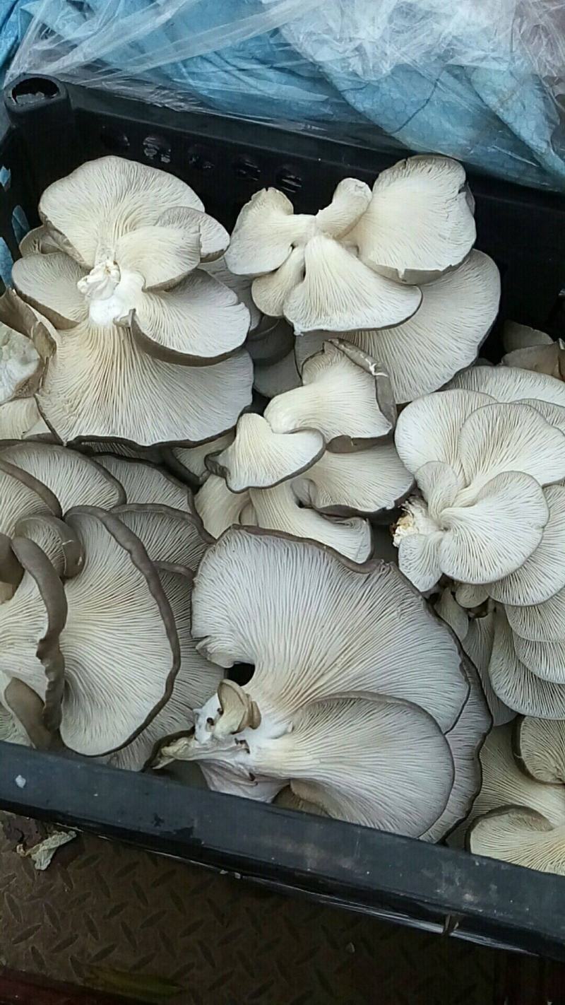 平菇鲜灰平菇鲜菇批发～黑蘑菇食用菌蘑菇蔬菜基地直供量大