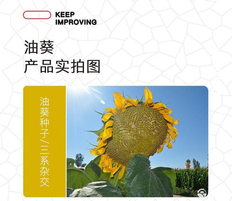 高产进口油葵种子矮颗大头抗倒伏能力强盘发籽实