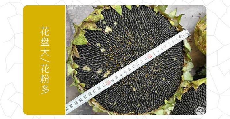 高产进口油葵种子矮颗大头抗倒伏能力强盘发籽实