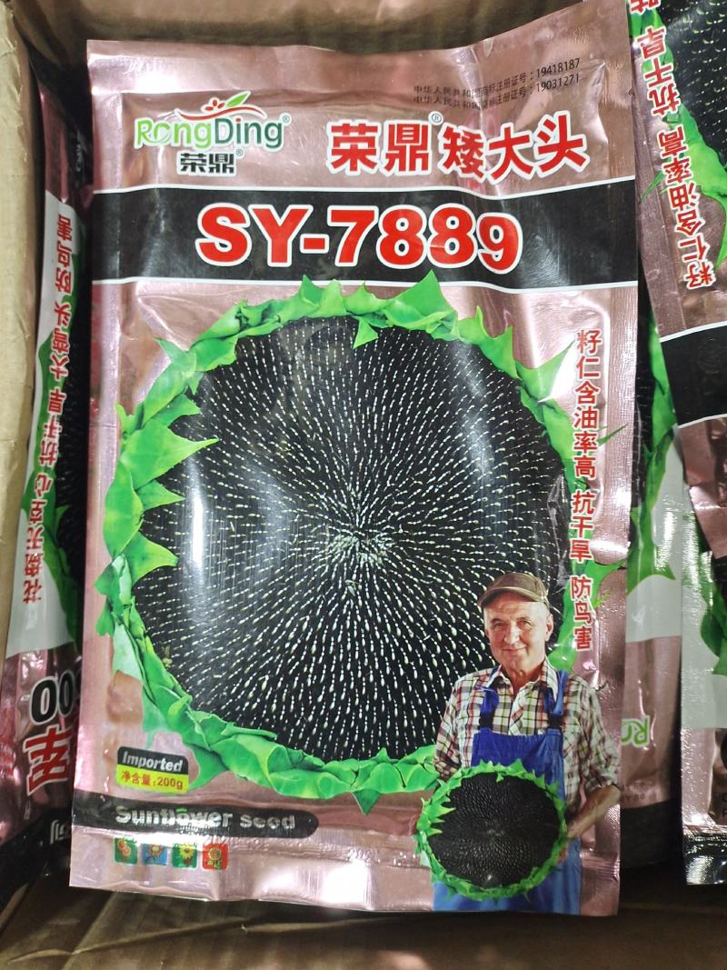 高产进口油葵种子矮颗大头抗倒伏能力强盘发籽实