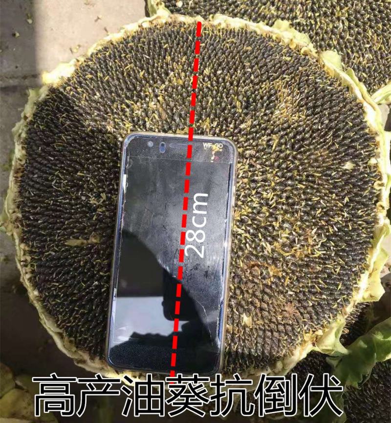 高产进口油葵种子矮颗大头抗倒伏能力强盘发籽实
