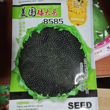 高产进口油葵种子矮颗大头抗倒伏能力强盘发籽实