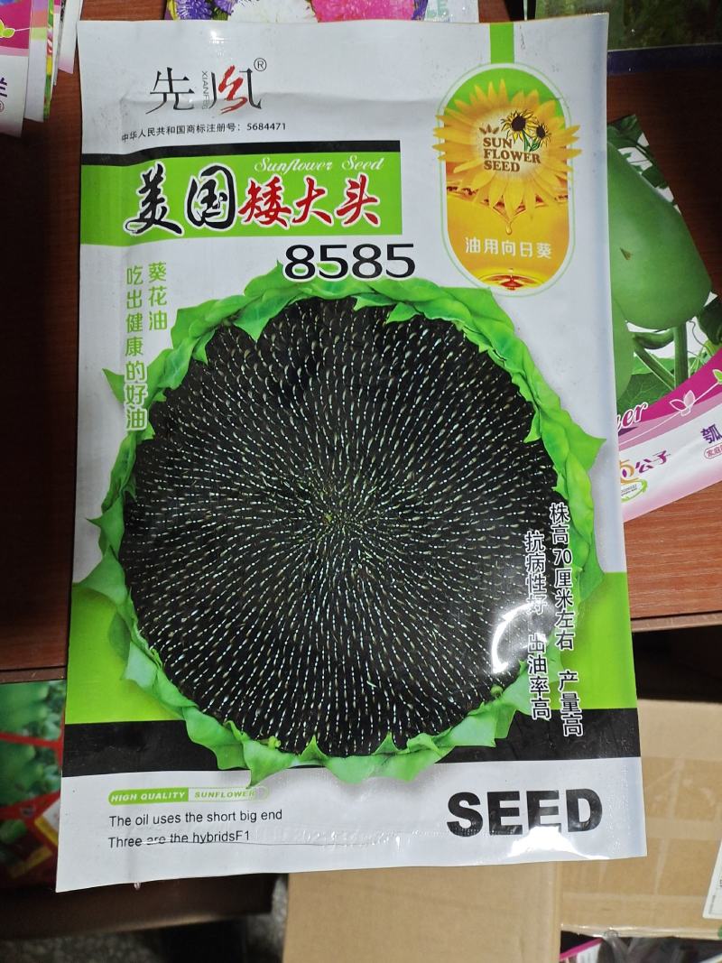 高产进口油葵种子矮颗大头抗倒伏能力强盘发籽实