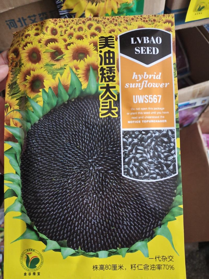高产进口油葵种子矮颗大头抗倒伏能力强盘发籽实