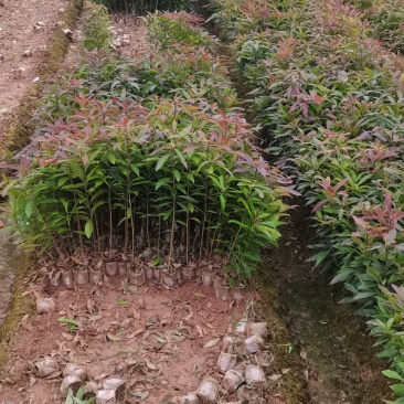 木荷杯苗，木荷造林苗，木荷裸根苗供应，2-3公分木荷