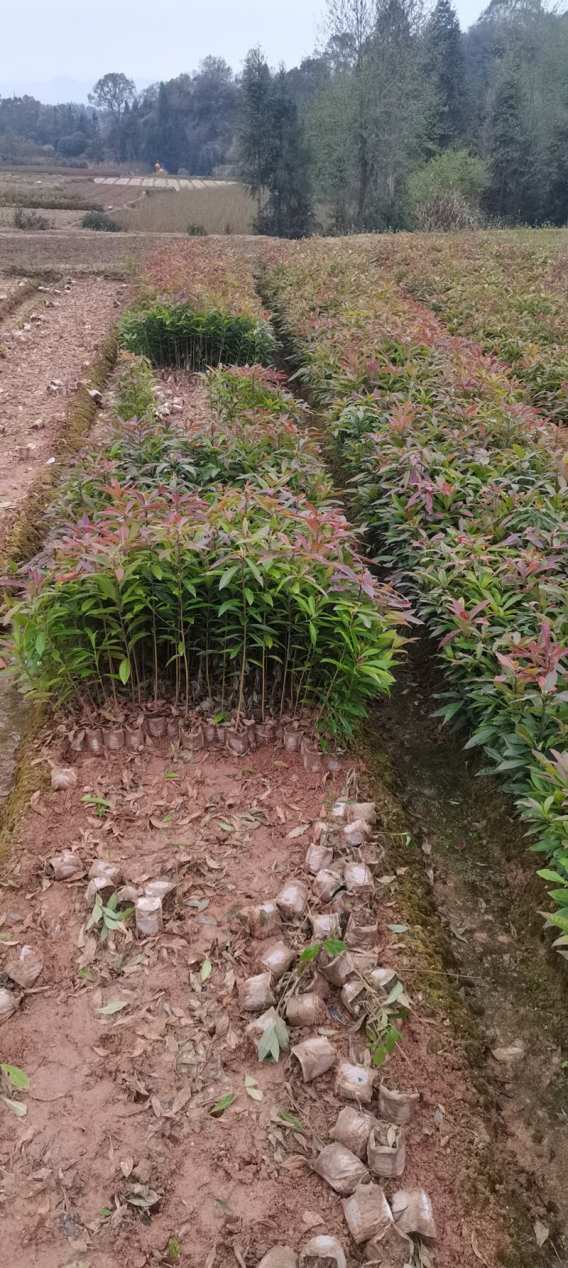木荷杯苗，木荷造林苗，木荷裸根苗供应，2-3公分木荷