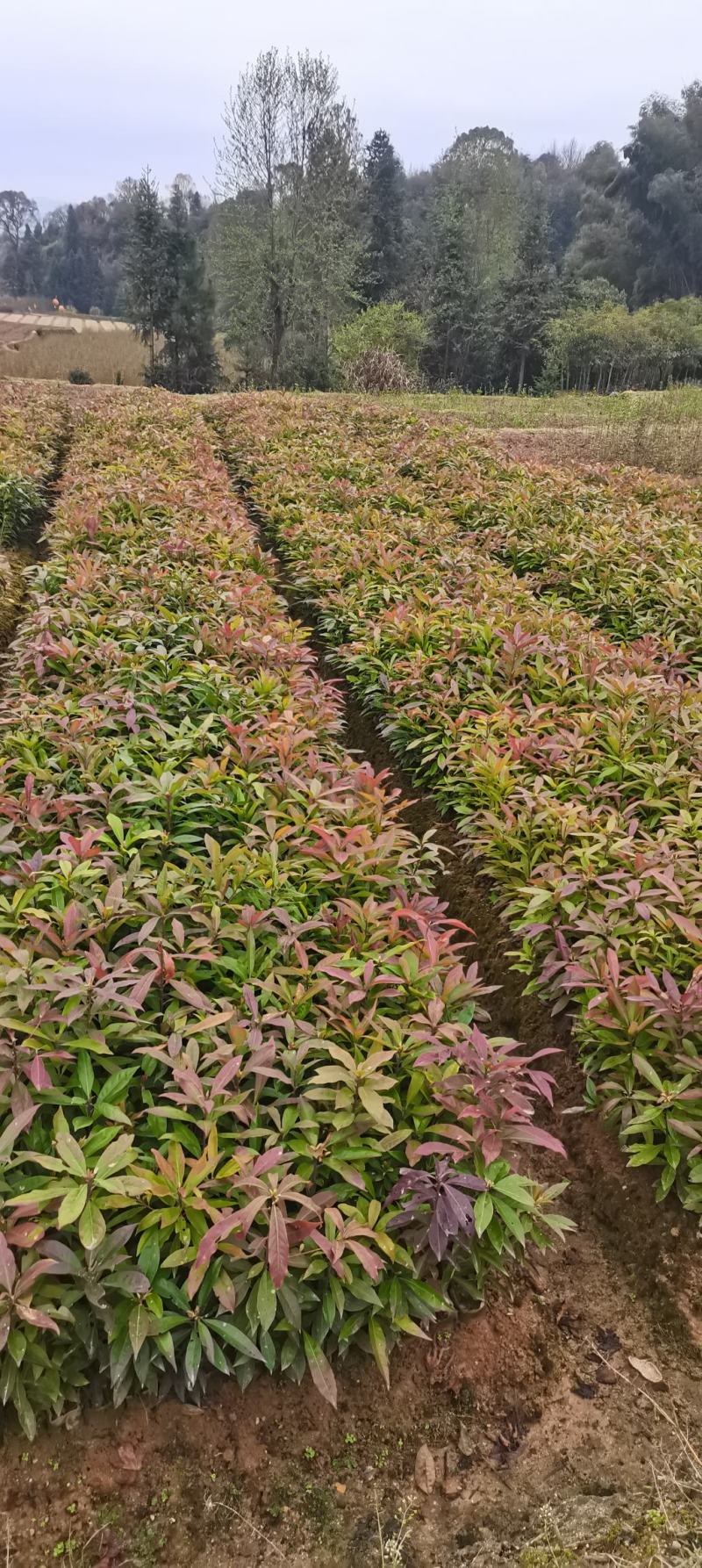 木荷杯苗，木荷造林苗，木荷裸根苗供应，2-3公分木荷