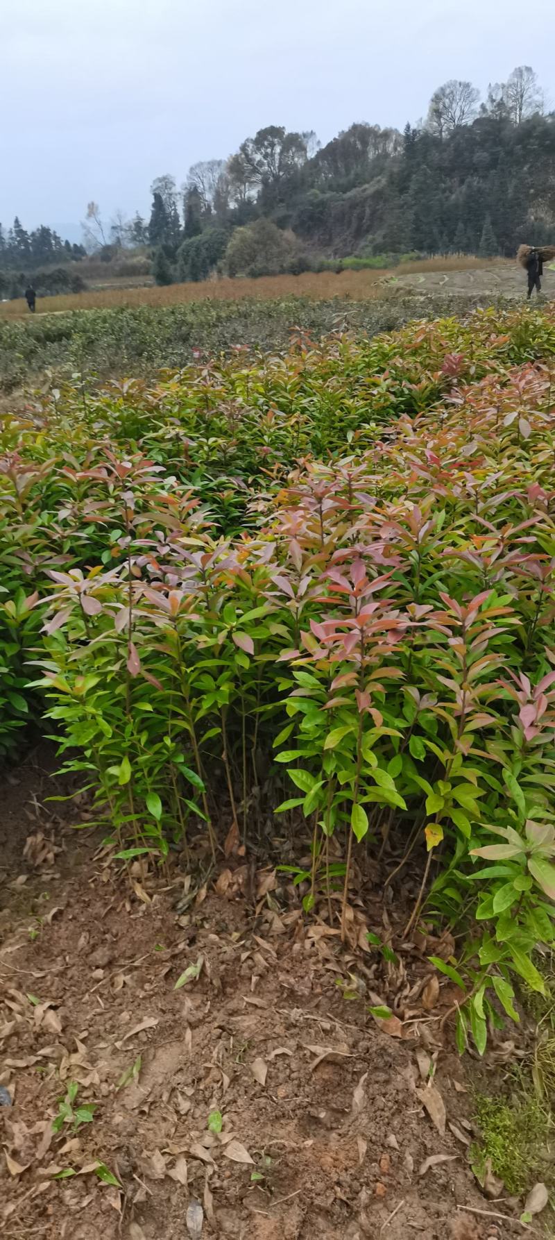木荷杯苗，木荷造林苗，木荷裸根苗供应，2-3公分木荷