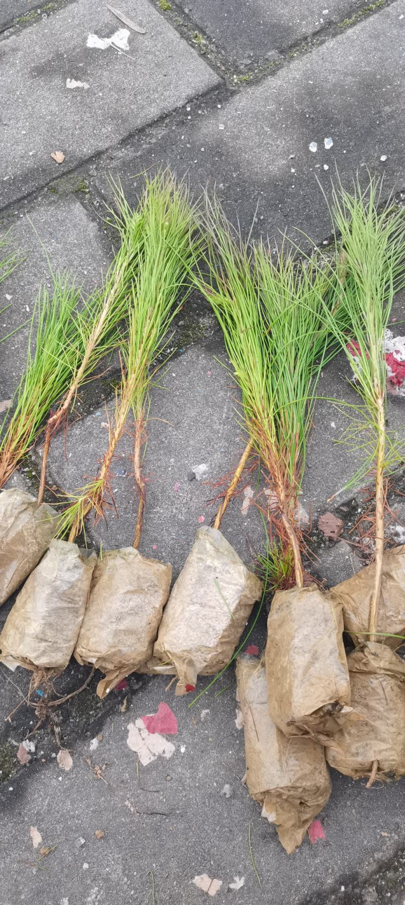 油松供应，江西湿地松容器苗供应，造林苗现货海量供应