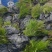 油松供应，江西湿地松容器苗供应，造林苗现货海量供应