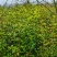大量供应1米高桂花小苗，1-10公分桂花大量供应，量大
