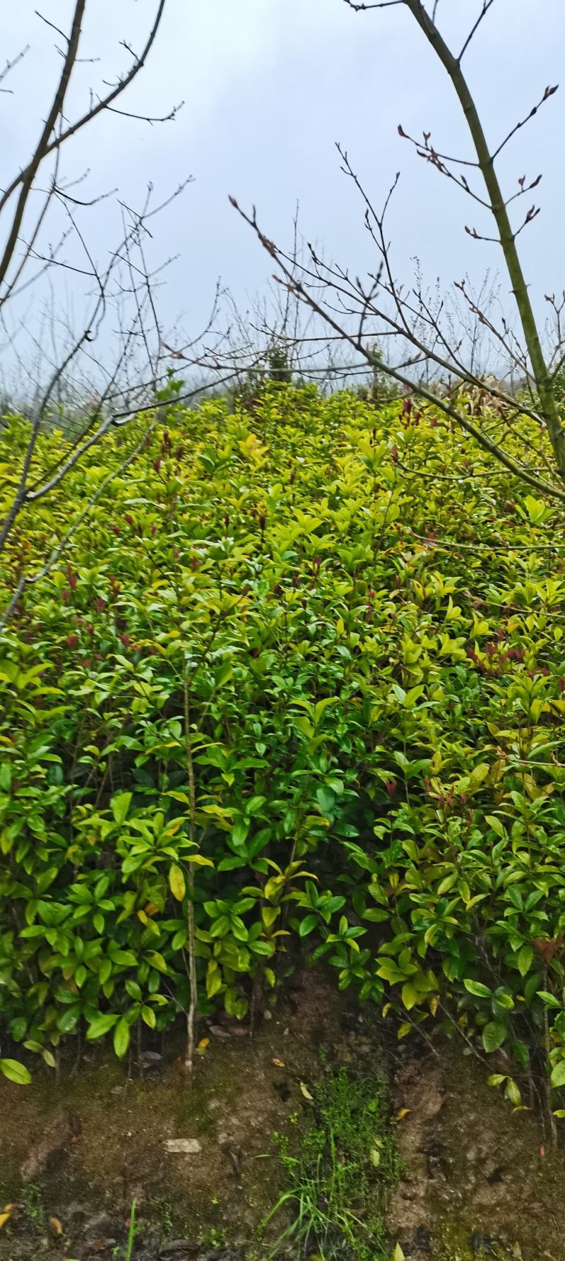 大量供应1米高桂花小苗，1-10公分桂花大量供应，量大