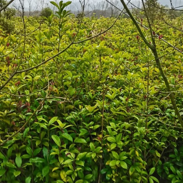 大量供应1米高桂花小苗，1-10公分桂花大量供应，量大