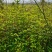 大量供应1米高桂花小苗，1-10公分桂花大量供应，量大