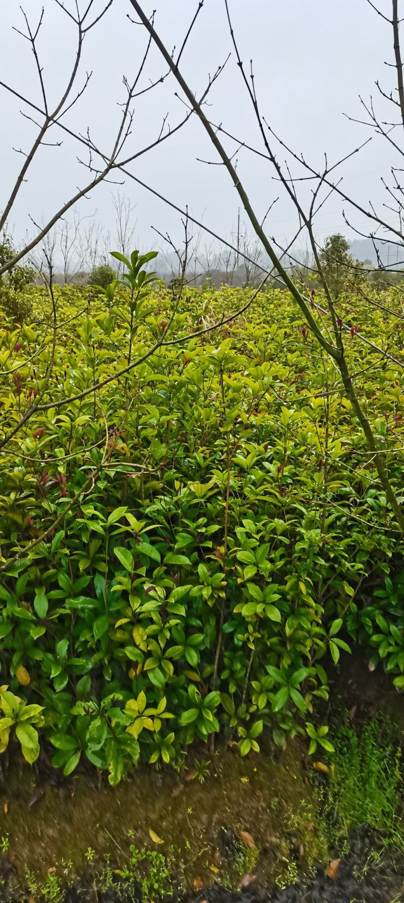 大量供应1米高桂花小苗，1-10公分桂花大量供应，量大