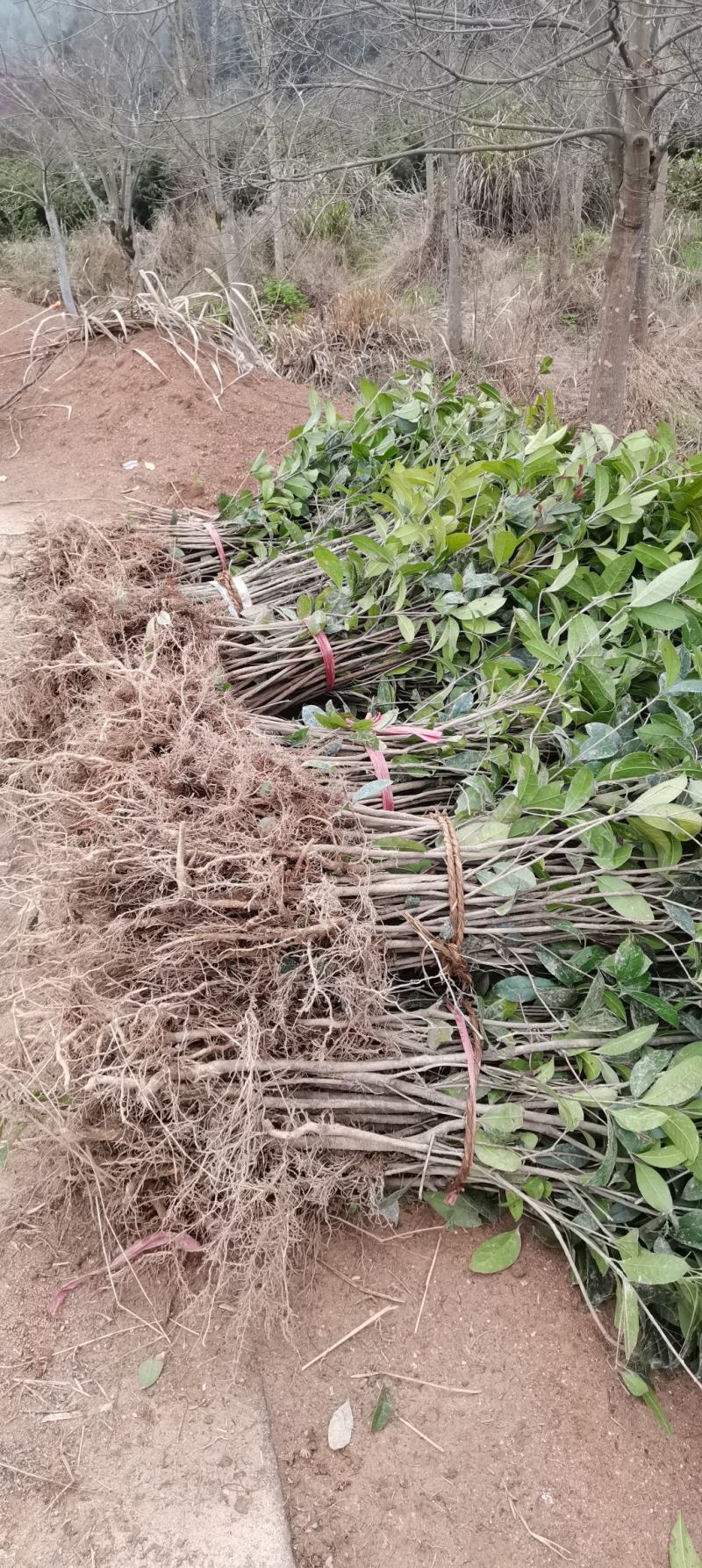 大量供应1米高桂花小苗，1-10公分桂花大量供应，量大