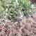 大量供应1米高桂花小苗，1-10公分桂花大量供应，量大