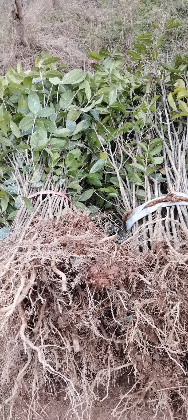 大量供应1米高桂花小苗，1-10公分桂花大量供应，量大