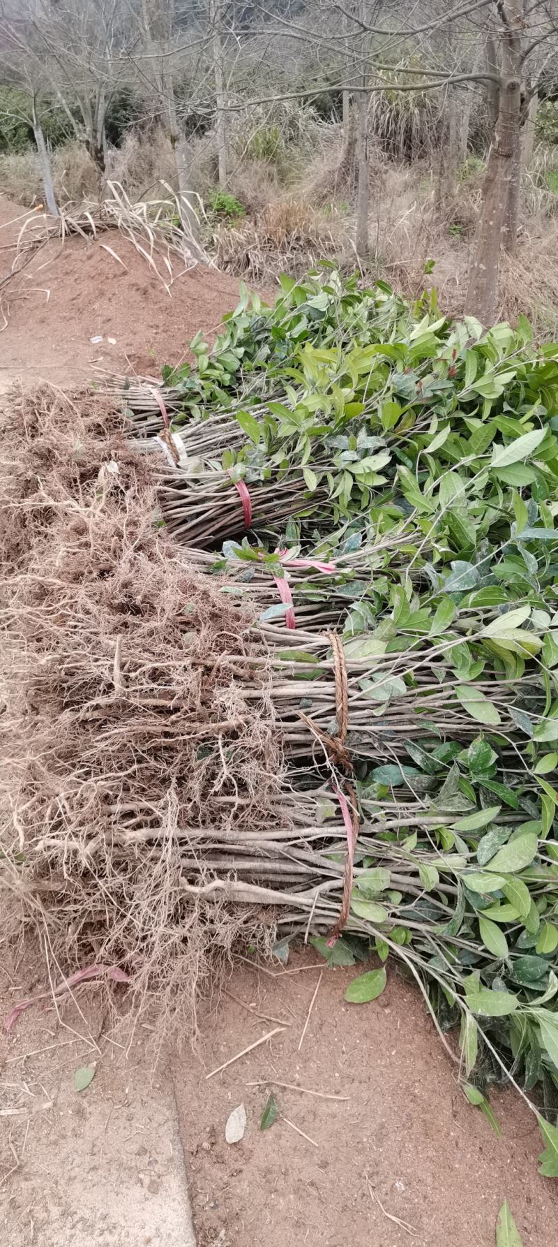 大量供应1米高桂花小苗，1-10公分桂花大量供应，量大