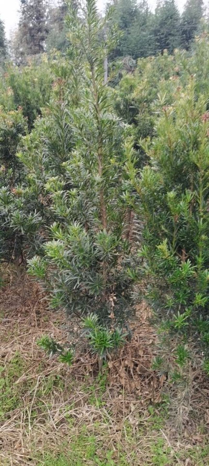 一年罗汉松小苗，中叶罗汉松，1米罗汉松，苗圃走量批发