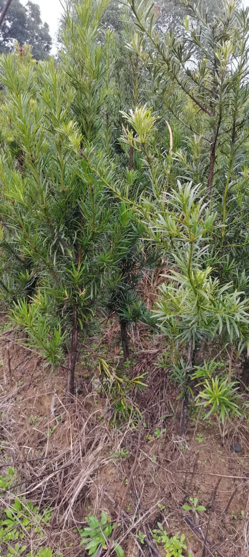 一年罗汉松小苗，中叶罗汉松，1米罗汉松，苗圃走量批发
