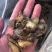三七片云南文山高档滑头大三七切片包邮干货