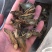 三七片云南文山高档滑头大三七切片包邮干货