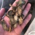三七片云南文山高档滑头大三七切片包邮干货