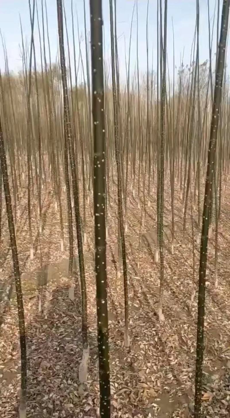 【淑女槐，淑女国槐】1公分2公分3公分苗圃直供，自产自销
